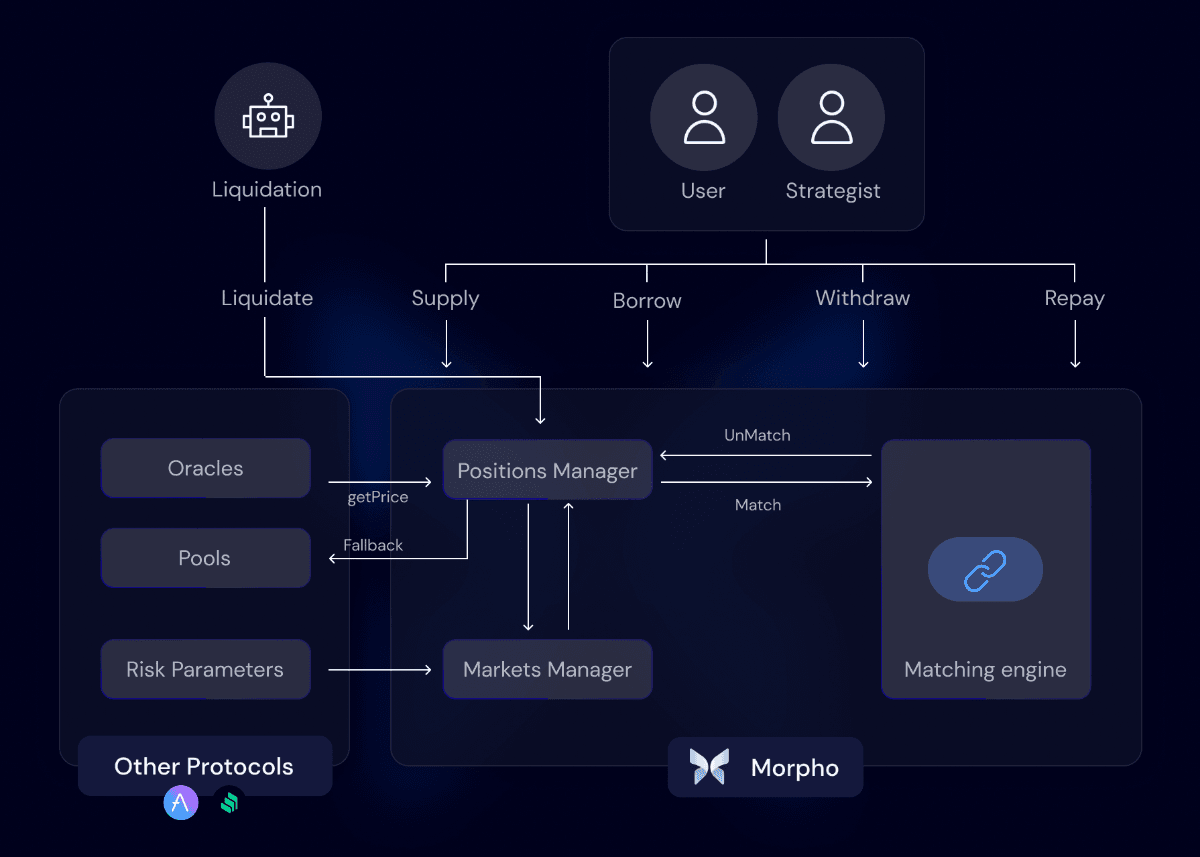 Quy hình hoạt động của Morpho Protocol