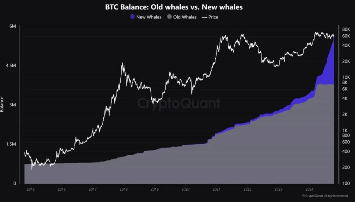 Các cá voi mới (New Whales) liên tục gia tăng lượng nắm giữ BTC của họ trong năm 2024 - nguồn: CryptoQuant